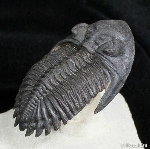 Flying Hollardops Trilobite - Great Preservation #2765